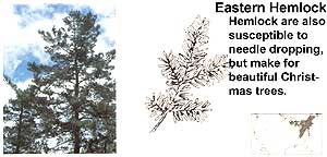 Conifers: Eastern Hemlock.